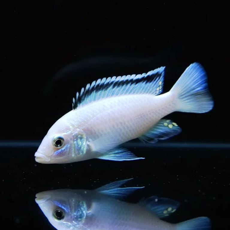 Labidochromis caeruleus "White" – Der elegante Weiße Maulbrüter