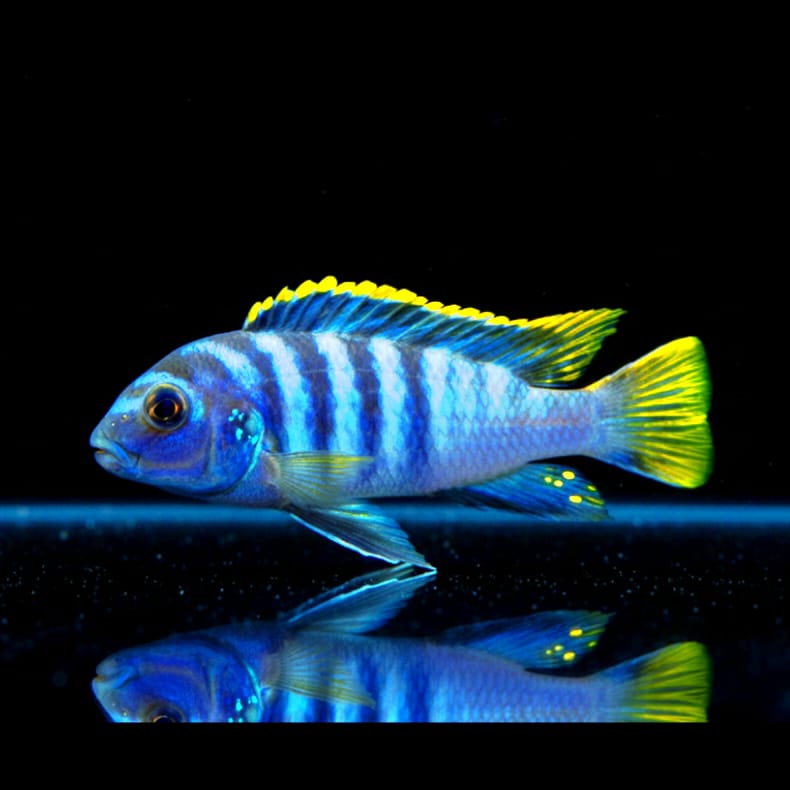 Labidochromis sp. "Mbamba Bay" – Der leuchtende Farbkontrast aus dem Malawisee