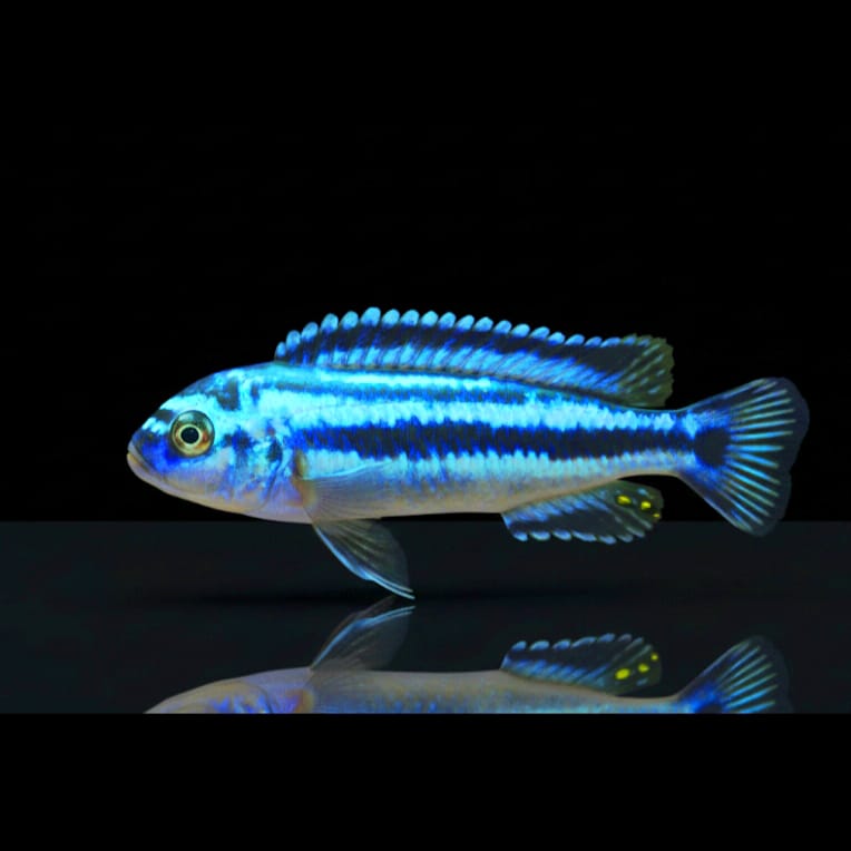 Melanochromis auratus "Chipokae"