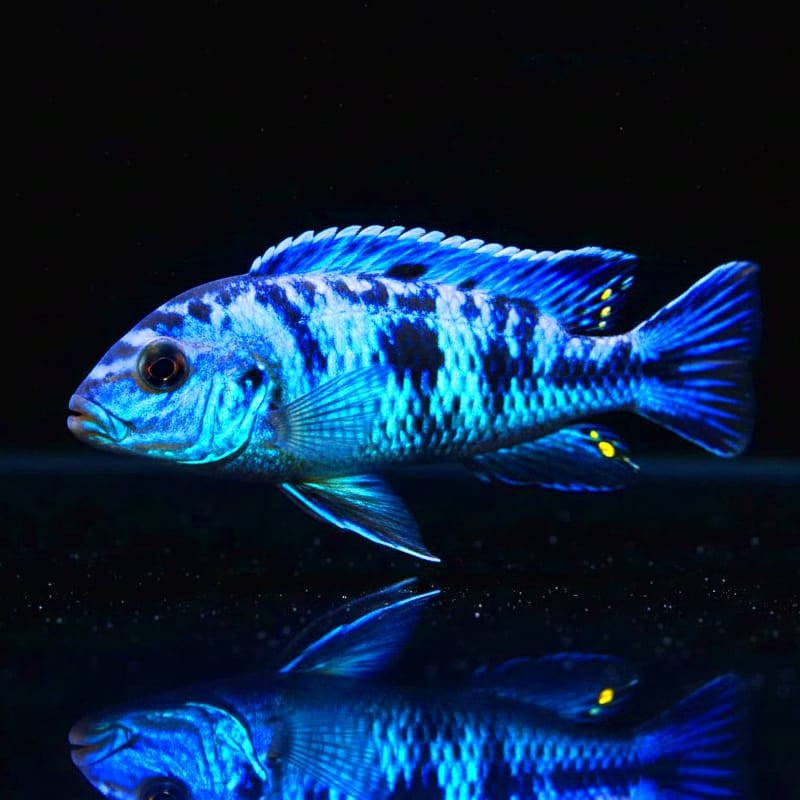 Melanochromis cyaneorhabdos "Maingano"