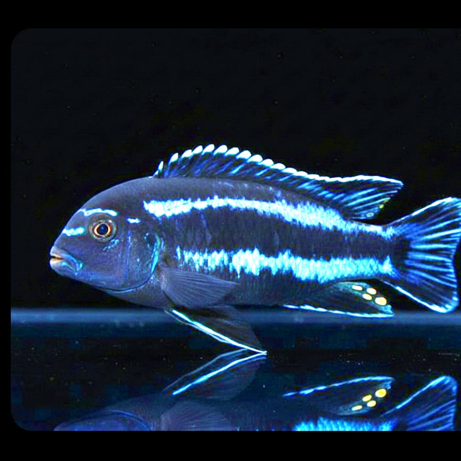 Melanochromis johannii "Eastern"