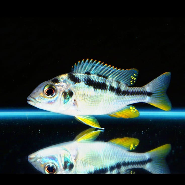 Mylochromis sphaerodon – Der elegante Räuber aus dem Malawisee