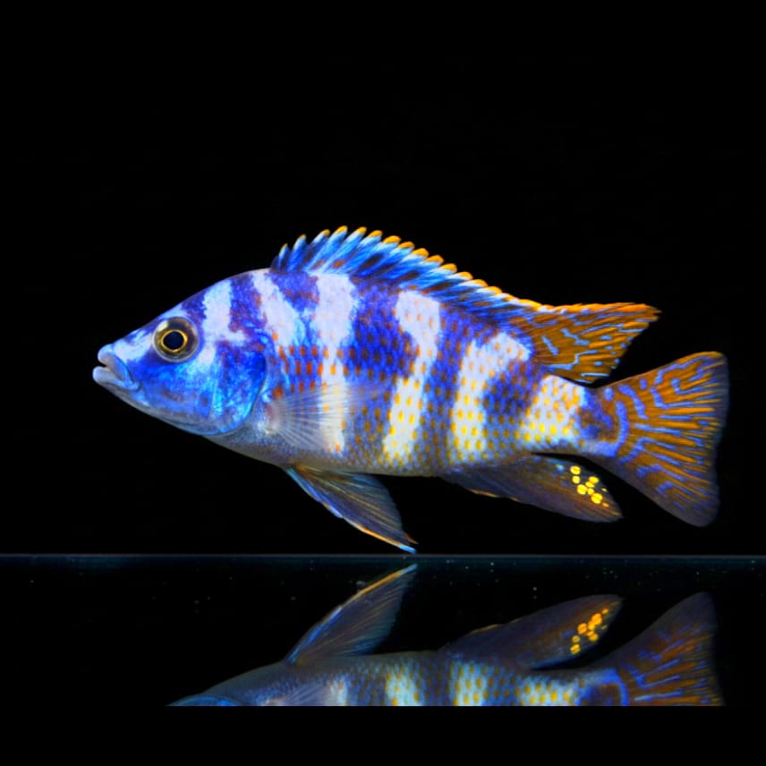 Placidochromis milomo "SVC10" – Der Lippencichlide mit Charakter
