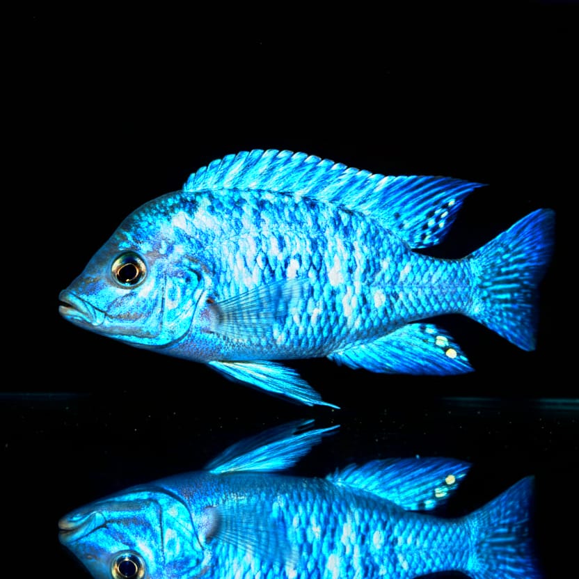Placidochromis phenochilus "Lupingo" – Der blaue Edelstein aus dem Malawisee