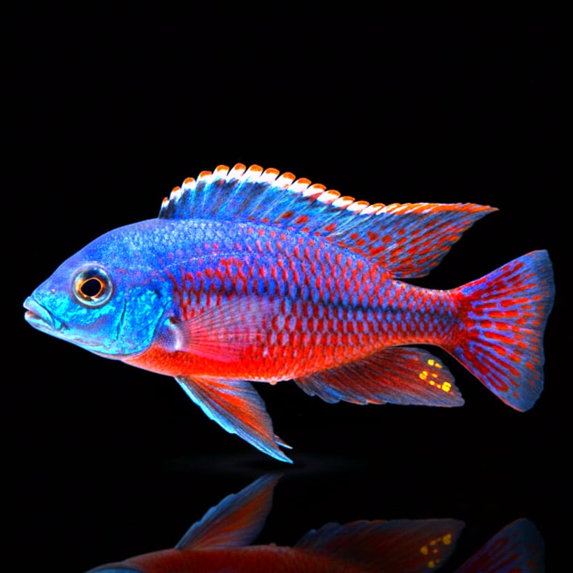 Protomelas taeniolatus "Boadzulu Red Empress"