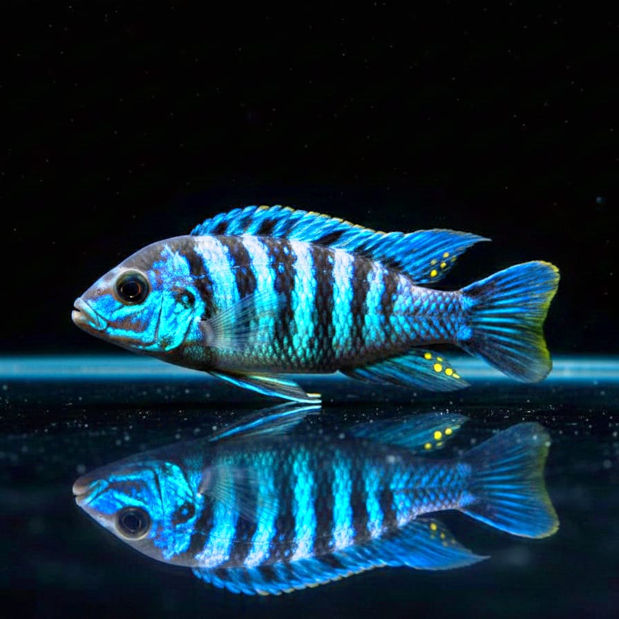 Pseudotropheus elongatus "Mpanga Yellow Tail" – Farbexplosion im Felsenriff!