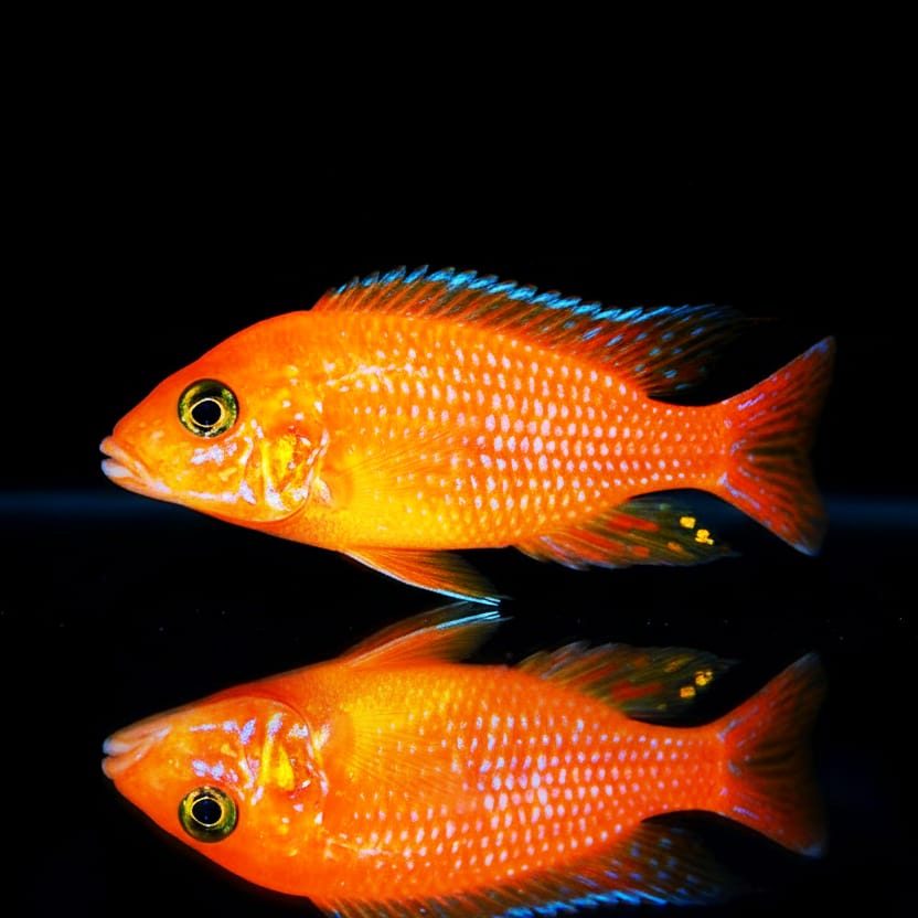 Pseudotropheus estherae "Rot/Rot" – Der leuchtend rote Klassiker aus dem Malawisee!