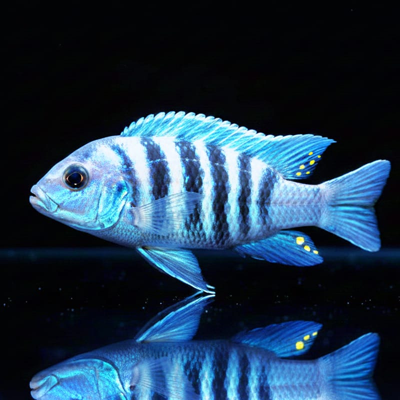 Pseudotropheus kingsizei "Maingano" (auch Metriaclima pulpican kingsizei) – Der blaue Blitz aus dem Malawisee