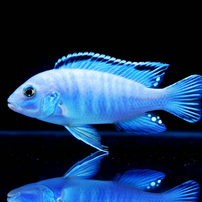 Pseudotropheus socolofi – Der Himmelsblaue Mbuna vom Malawisee