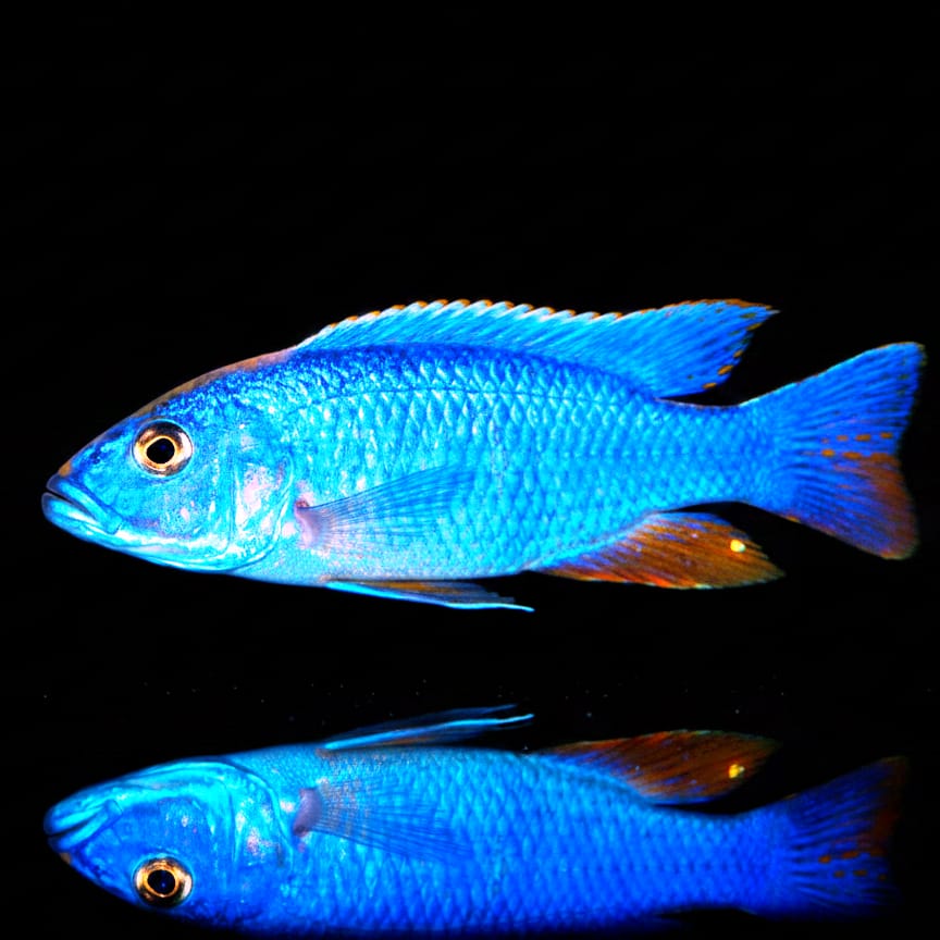 Sciaenochromis fryeri „Dark Blue Jalo Reef“ – Der Königsblaue Jäger des Malawisees