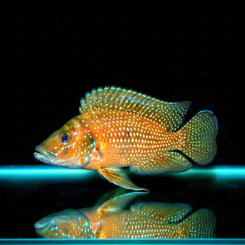 Altolamprologus calvus "Black Pectoral Kongo" – Eleganz & Wildheit aus dem Herzen Afrikas