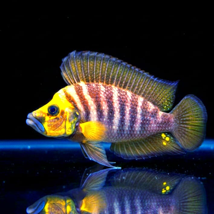 Altolamprologus compressiceps "Goldhead Kasanga" – Der edle Jäger mit goldener Krone