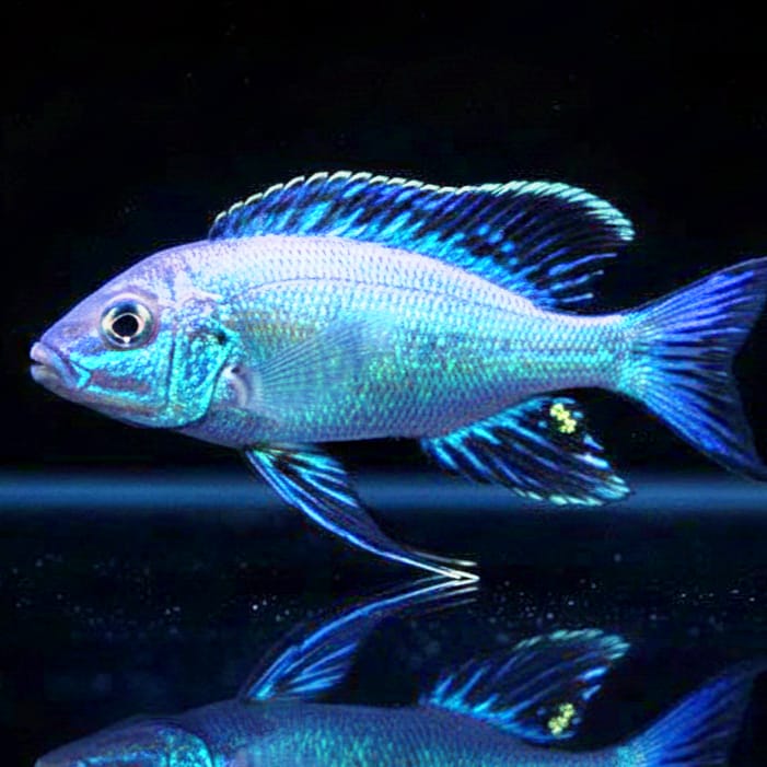 Cyathopharynx furcifer "Kalambo Lodge" – Der grazile Tänzer aus dem Tanganjikasee