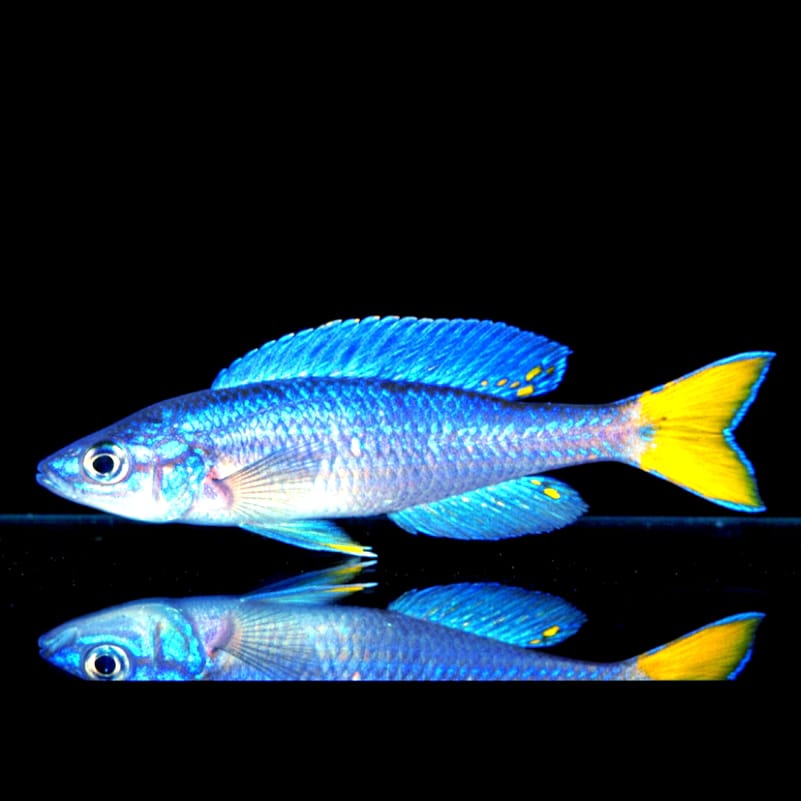 Cyprichromis leptosoma „Chituta Neon Head“ – Eleganz in Bewegung