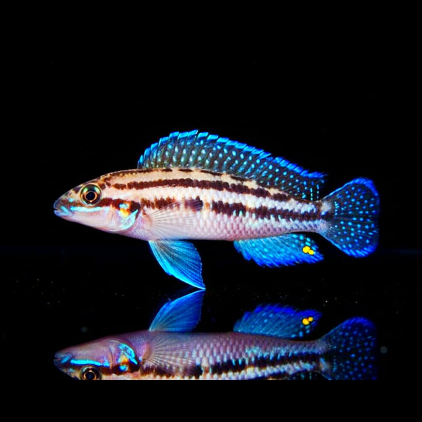 Julidochromis dickfeldi – Der elegante Felsbewohner aus dem Tanganjikasee