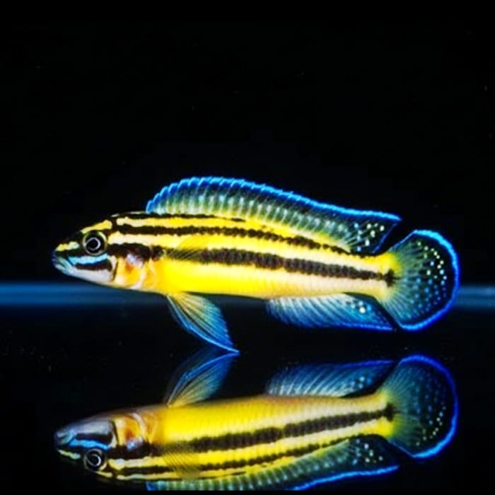 Julidochromis marksmithi – Der seltene Juwel vom Tanganjikasee