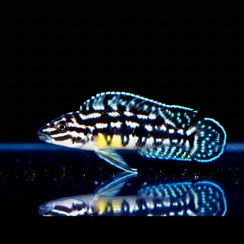 Julidochromis marlieri – Der gepunktete Felsenbewohner vom Tanganjikasee