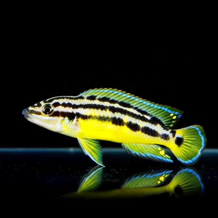 Julidochromis ornatus "Mbita" – Der goldene Juwel vom Tanganjikasee