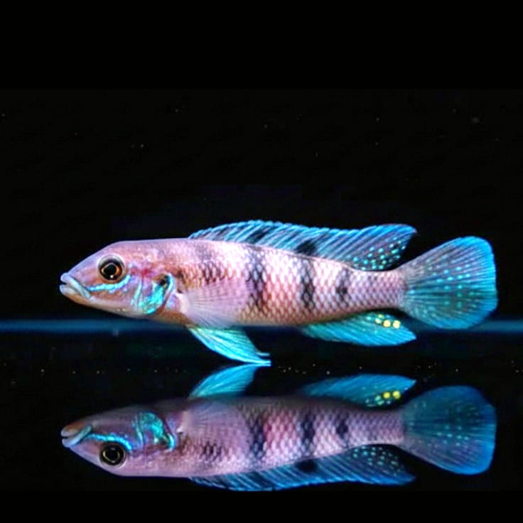 Lamprologus tigripictilis – Der temperamentvolle Tiger-Cichlide aus dem Kongo