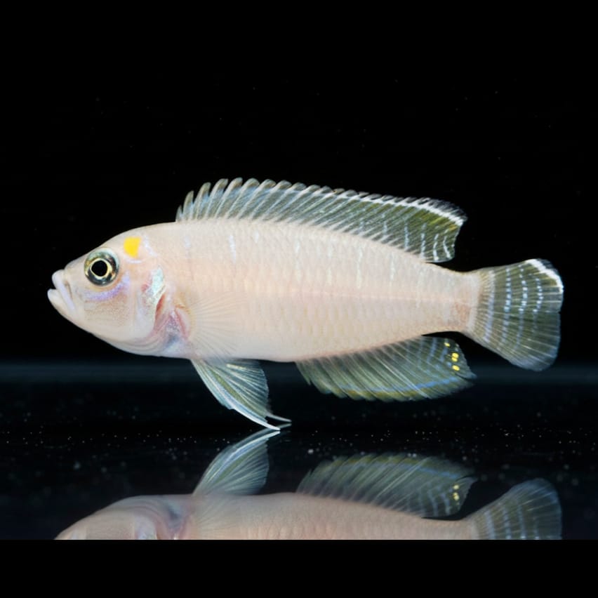 Neolamprologus brevis "Congo" – Der charmante Schneckenbuntbarsch aus dem Tanganjikasee