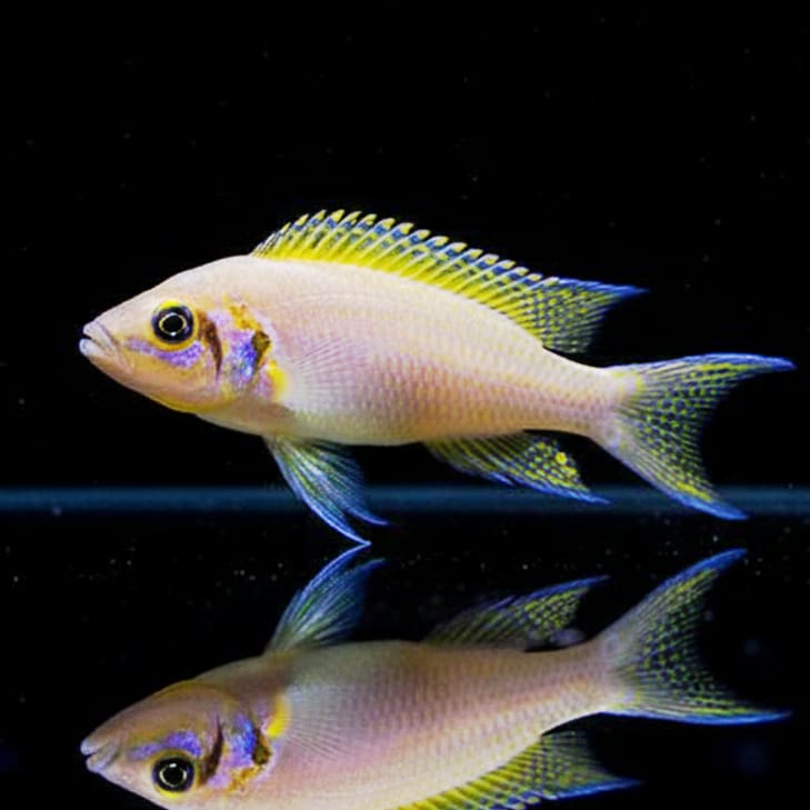 Neolamprologus daffodil (Neolamprologus pulcher) – Der strahlende Blütencichlide aus dem Tanganjikasee