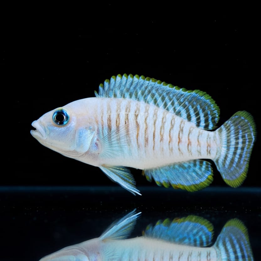 Neolamprologus multifasciatus – Der charmante Muschelbewohner aus dem Tanganjikasee