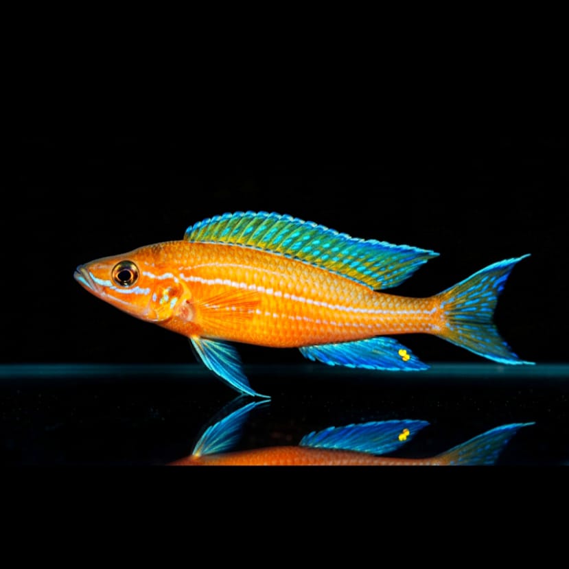 Paracyprichromis nigripinnis "Blue Neon" – Der elegante Schwarmfisch aus dem Tanganjikasee