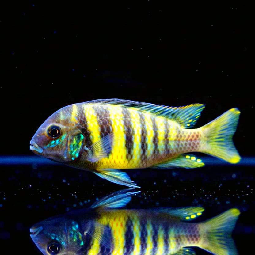 Tropheus brichardi "Ubwari Red" – Farbenpracht & Charakter aus dem Tanganjikasee