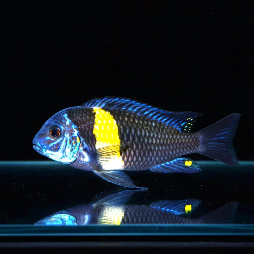 Tropheus duboisi – Der Klassiker mit Kindchenschema & Charakter!