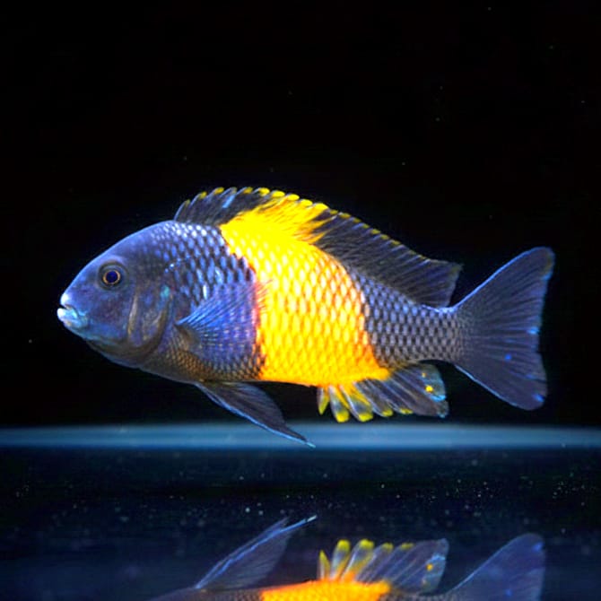 Tropheus moorii "Bemba" – Farbenpracht aus dem Tanganjikasee