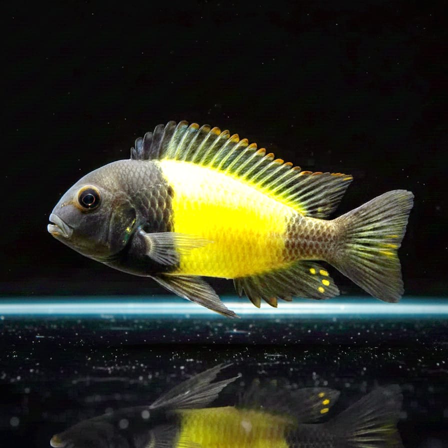 Tropheus moorii "Ikola" – Schwarze Eleganz trifft auf sonnengelbe Leuchtkraft