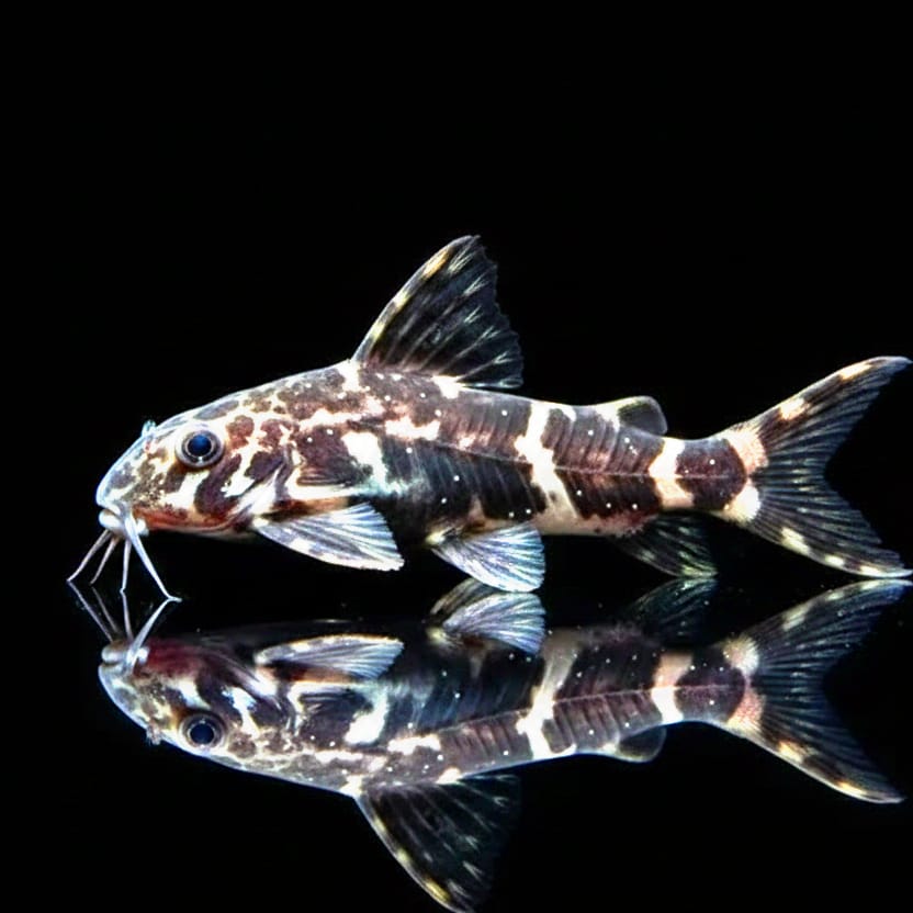 Rückenschwimmender Kongowels „ZEBRA“ – Synodontis nigriventris ZEBRA (CONGO)