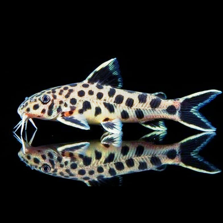 Zwergfiederbartelwels – Synodontis petricola (lucipinnis)