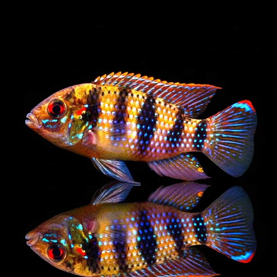 Afrikanischer Schmetterlingsbuntbarsch – Anomalochromis thoma