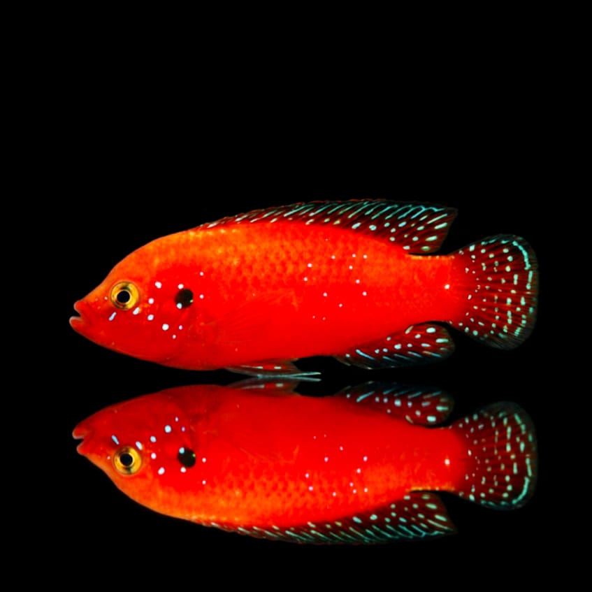 Roter Turkanabuntbarsch – Hemichromis exsul (Rubricatochromis exsul)