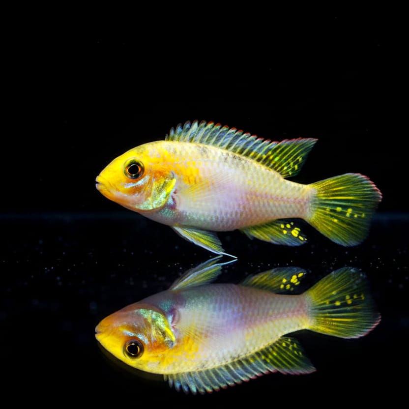 Augenfleck-Prachtbarsch „Moulondo“ – Pelvicachromis subocellatus MOULONDO