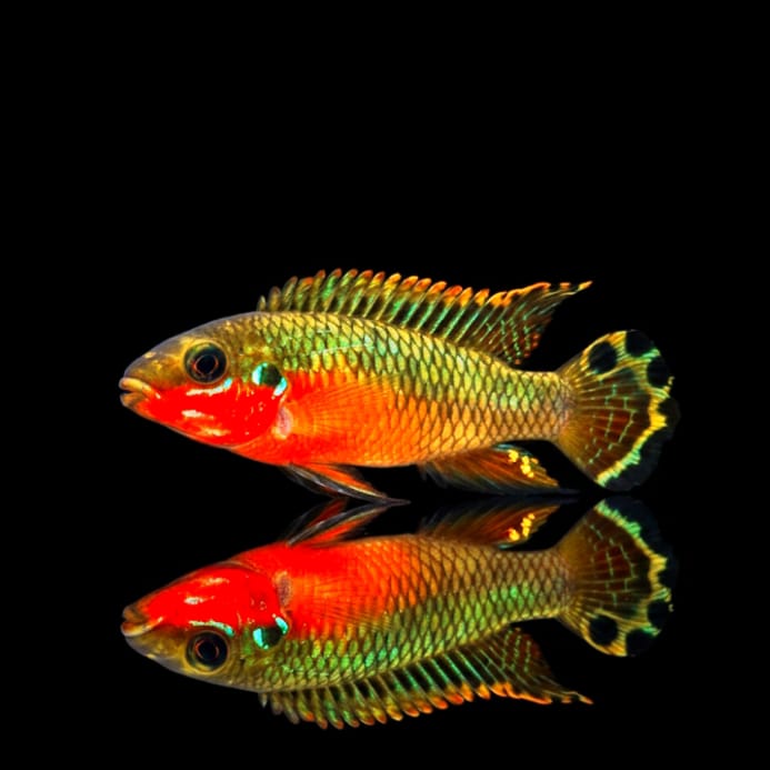 Smaragdbuntbarsch "Nigeria Red" – Pelvicachromis taeniatus NIGERIA ROT