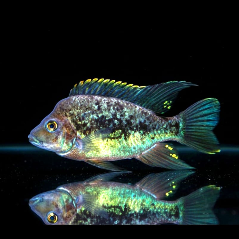 Grandidiers Madagaskar-Buntbarsch – Ptychochromis grandidieri