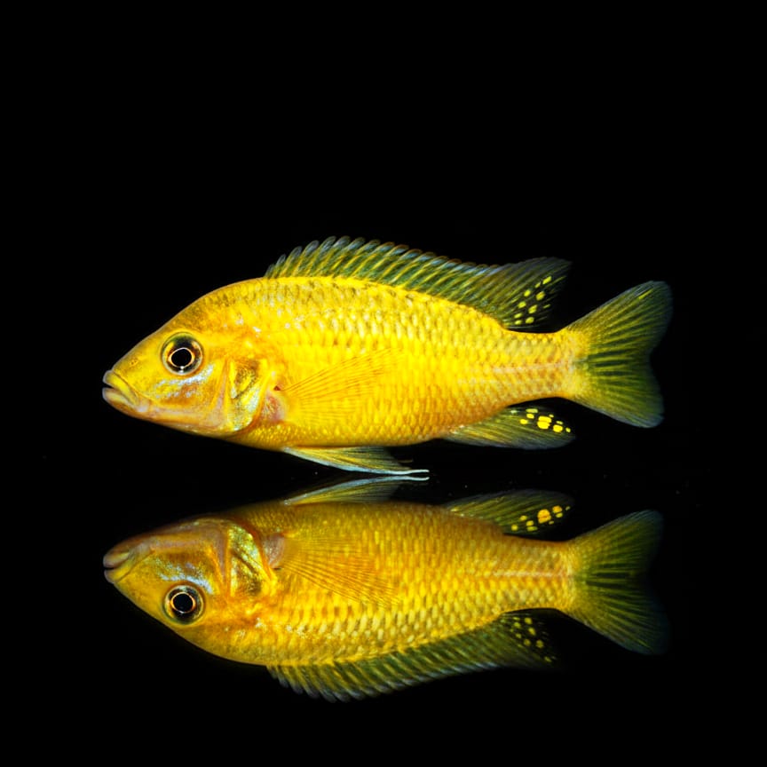 Kleine Gold-Tilapie – Sarotherodon knauerae