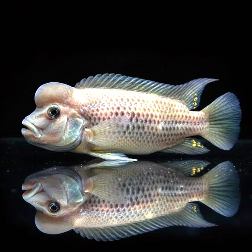 Buckelkopfcichlide – Steatocranus casuarius