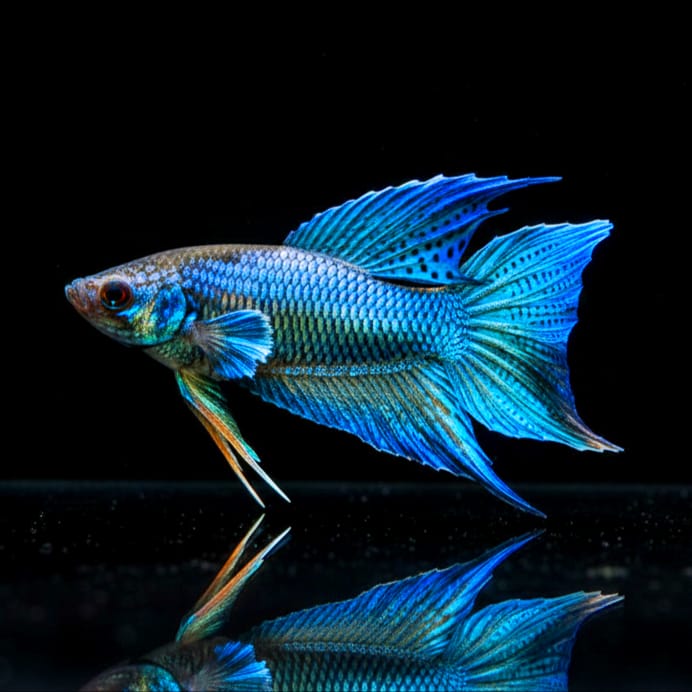 Macropodus opercularis (Paradiesfisch) Gurami