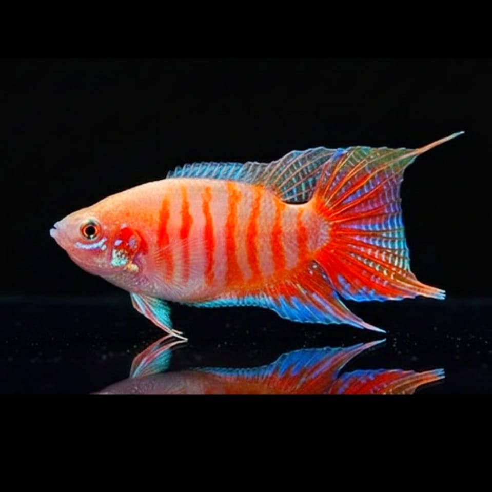 Macropodus opercularis (Paradiesfisch) Gurami