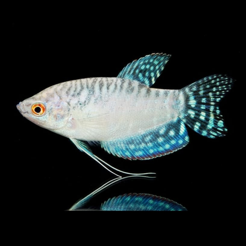 Weißer Fadenfisch (Trichogaster trichopterus "Pearl White")