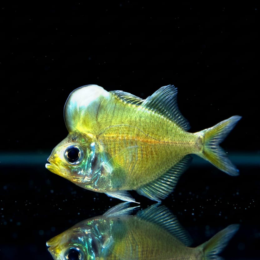 Buckelkopf-Glasbarsch (Parambassis pulcinella)