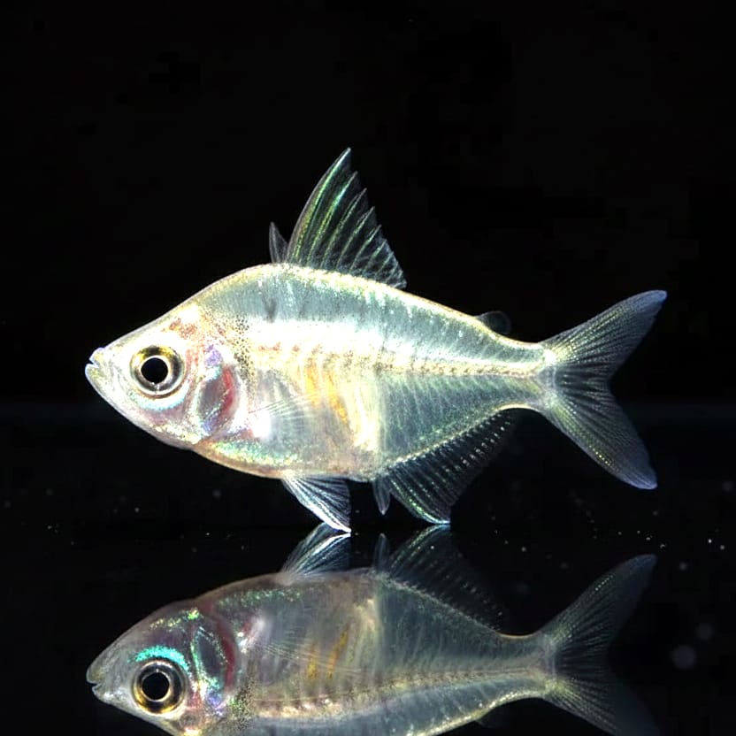 Siam-Glasbarsch (Parambassis siamensis)