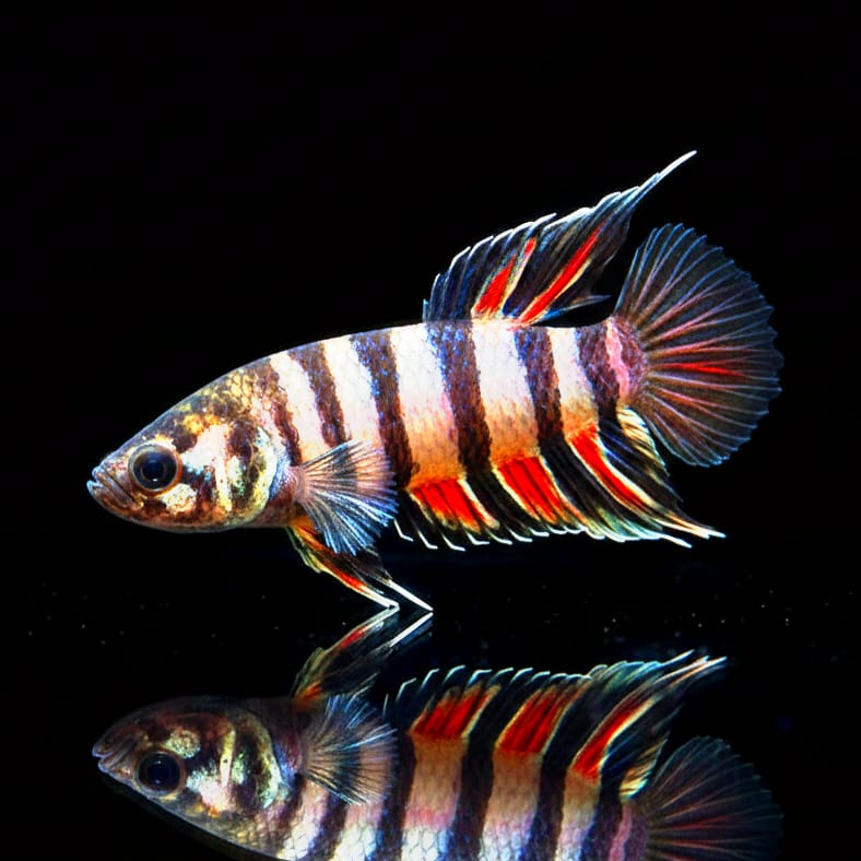 Orange-Buschfisch (Ctenopoma ansorgei / Microctenopoma ansorgii „Congo“)