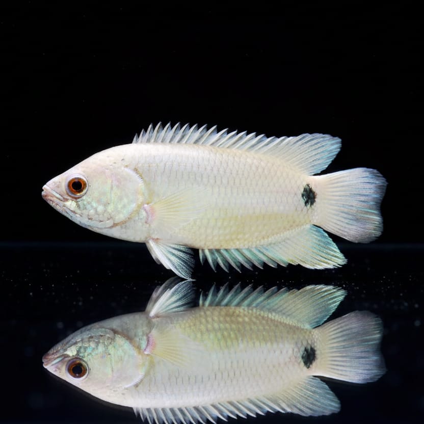 Schwarzfleck-Buschfisch (Ctenopoma kingsleyae)