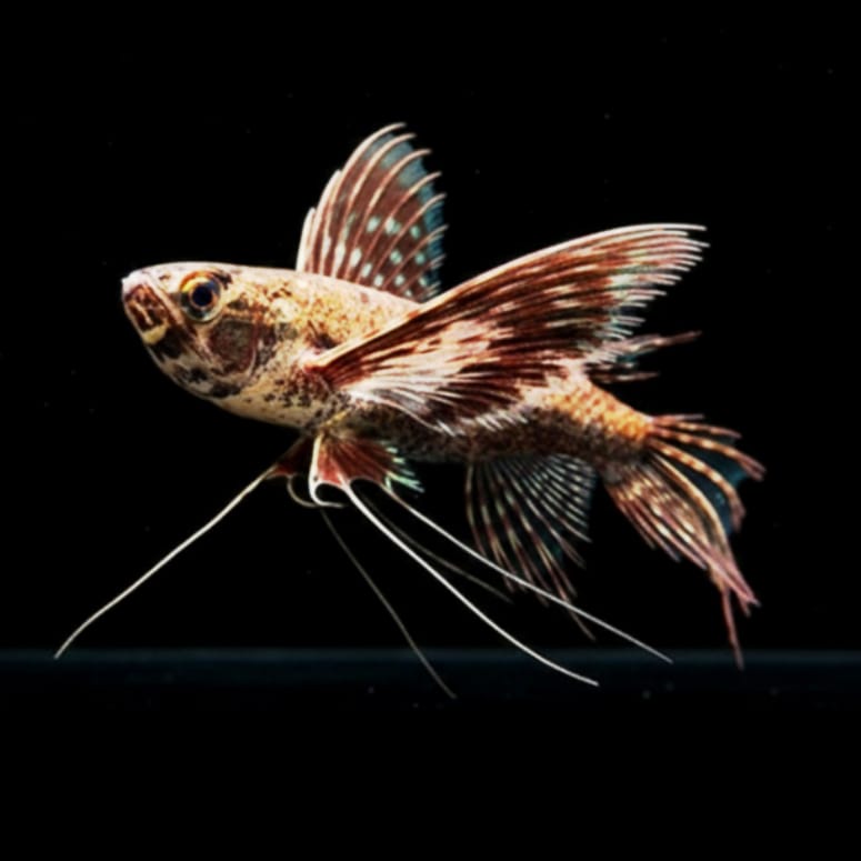 Afrikanischer Schmetterlingsfisch (Pantodon buchholzi) 🦋🌊