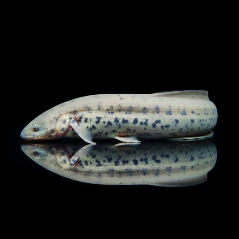 Westafrikanischer Lungenfisch (Protopterus annectens "Nigeria")