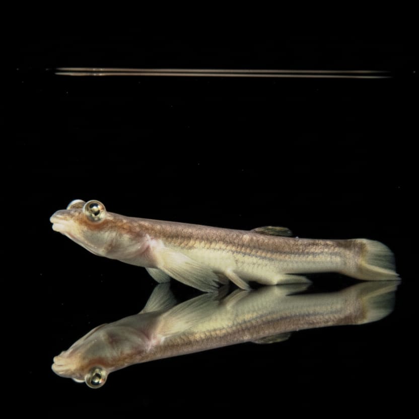 Vieraugenfisch (Anableps anableps)